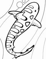 Leopard Shark Coloring Comment First sketch template