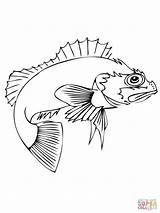 Perch Coloring Pages Ocean Fish Online Recommended sketch template
