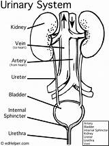 Urinary Excretory Labeled Urinario Renal Kidney Labeling Actividades Ciencias Humano Physiology Nephron Intermedia Urology Sistemas Excretor Zpr sketch template