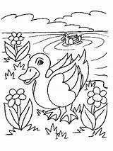 Coloring Wood Duck Getcolorings Duckling Printable sketch template