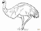 Emu Coloring Australian Pages Printable Template Sketch Templates Categories sketch template