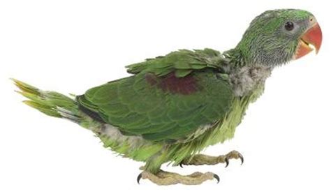 do a parrot s feathers grow back after being pulled out