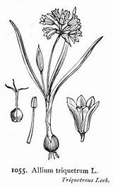 Allium Triquetrum Designlooter Leek Lauch Garlic sketch template
