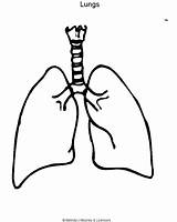 Human Lungs Lung Outline Diagram Drawing Body Clipart Colouring Heart Pages Coloring Printable Science Clip Kids Blank Easy Organs Anatomy sketch template