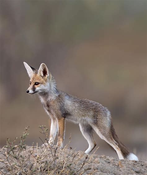 desert fox  tapan sheth   alert fox desert fox