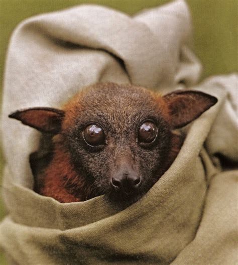kgapofem fruit bat