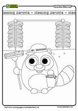 Raccoon Coloring Washing Print Now sketch template
