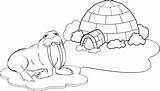 Pole North Coloring Igloo Illustration sketch template