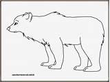Beruang Kutub Gambar Mewarnai sketch template