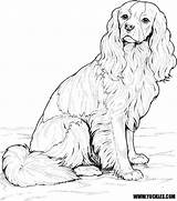 Spaniel Coloring Cavalier King Charles Dog Pages Colouring Cocker Sheets Adult Puphome Kids sketch template