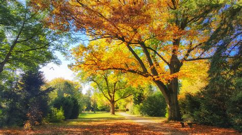 goldener oktober foto bild natur herbst laubbaeume bilder auf