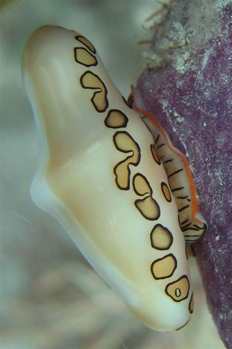 images  sea snails  pinterest beautiful jenners  daniel oconnell