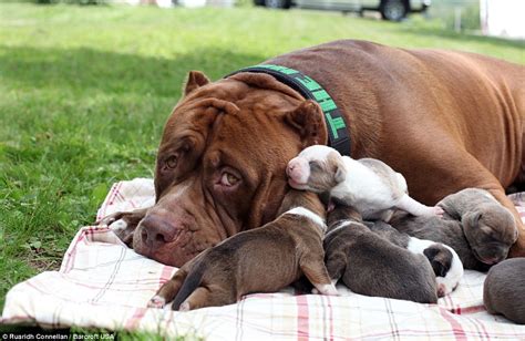Hulk The World S Biggest Pitbull Cuddles Up To His Litter Of Puppies