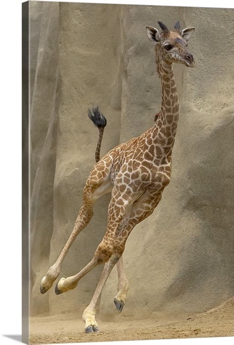 masai giraffe giraffa camelopardalis tippelskirchi calf running