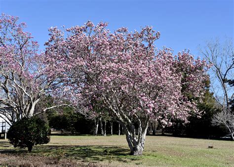 saucer magnolia blooms herald arrival  spring mississippi state university extension service