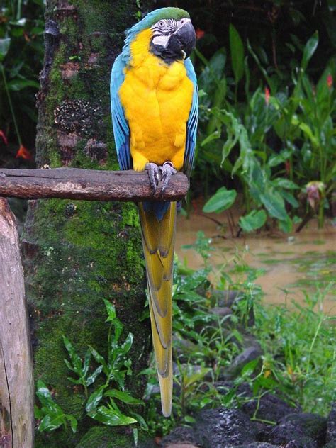 bird pictures blue and yellow macaw ara ararauna by htop