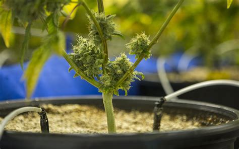 liquid fertilizer  feed cannabis plants leafly