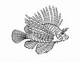 Lionfish Designlooter sketch template