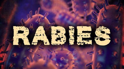 wildlife health officials warn against rabies