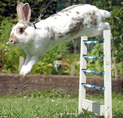 bunnys blog danish rabbit jumping
