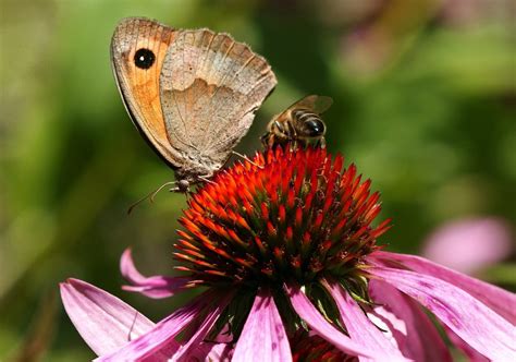 pollinator gardens  helping mother nature