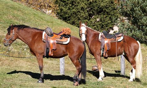 horses riding saddle  photo  pixabay