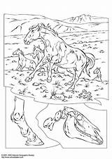 Paarden Kleurplaat Cavalli Coloriage Wildpferde Chevaux Wilde Sauvages Caballos Malvorlage Selvatici Salvajes Horses Ausmalbilder Ausmalbild Grande Kleurplaten Stampare Ausdrucken Animal sketch template