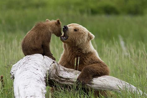 Grizzly Bear With Cub Playing Photograph By Matthias Breiter Fine Art