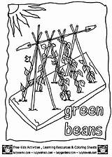 Coloring Beans Green Pages Garden Growing Plant Vegetable Print Colorful Kids Vegetables sketch template