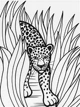 Rainforest Jungle Animal Colorat Planse Carini Animales Desene Leopardos Coloringtop Malen Brazilian Salvajes sketch template