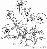 Pansy Pages Flower Colouring Picolour sketch template