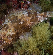 Afbeeldingsresultaten voor "scorpaena Porcus". Grootte: 178 x 185. Bron: adriaticnature.com