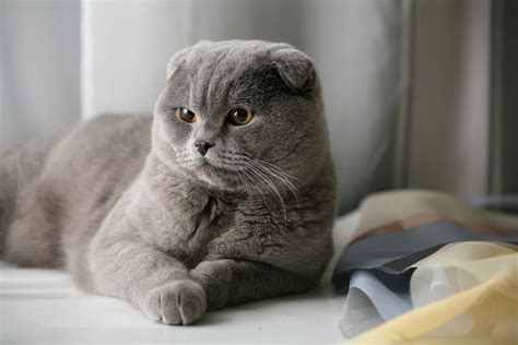 worlds  cutest cat breeds   today