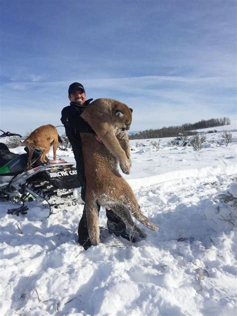 The Facts On Cougar Hunting In Idaho Follow Up To Large Cougar Killed