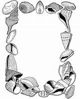 Coloring Seashells Shells Mermaid Acrostic Dover Sea sketch template