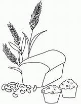 Wheat Grains Muffin Pasta Rice Oats Barley Macaroni Coloringhome Rueda sketch template