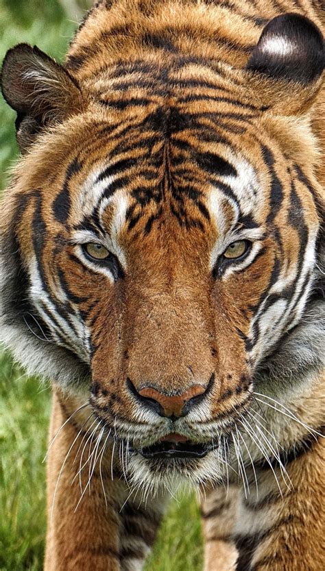 wild animals face   tiger animals wild animals beautiful