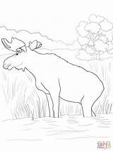 Moose Coloring Canadian Pages Supercoloring Drawing Color sketch template