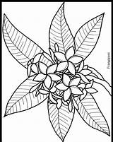 Frangipani Coloring Flower Pages Tropical Plumeria Drawing Colouring Flowers Rainforest Drawings Line Stained Glass Cliparts Tree Color Printable Welcome Clipart sketch template