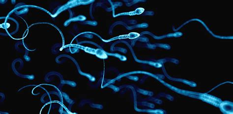 the biggest sperm come in the smallest packages—and other surprising