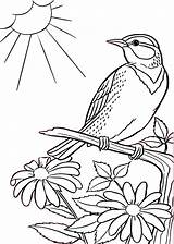 Sparrow Sheet Parrot Topcoloringpages Branch sketch template