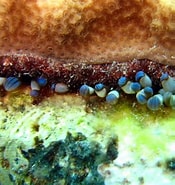 Afbeeldingsresultaten voor "lebrunia Coralligens". Grootte: 175 x 185. Bron: reefguide.org