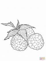 Framboise Raspberries Himbeeren Framboises Supercoloring Ausmalbild sketch template