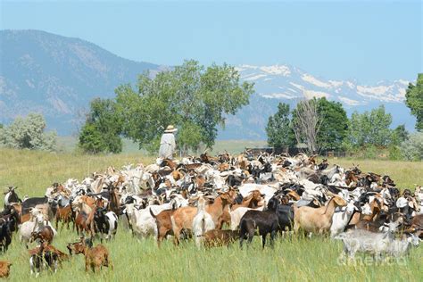 goat herd  field  mountains photograph  merrimon crawford pixels