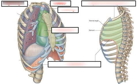 anatomy   thorax diagram quizlet