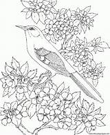 Pajaro Dibujosyjuegos Mockingbird Páginas Adultos sketch template