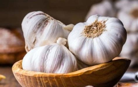 fresh organic garlic manufacturer  rajkot gujarat india  mangalam trading company id