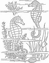 Seahorses Seahorse Getcolorings Sea sketch template