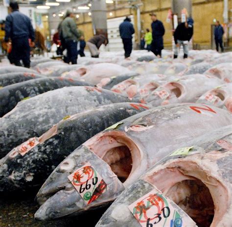 fischfang fette beute  europas meeren killt den thunfisch welt