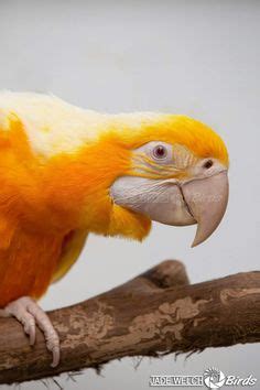 nice shot   albino golden macaw pet birds colorful parrots